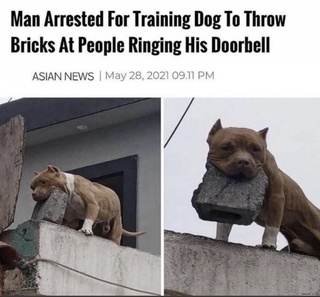 brick perro favorito pokemon