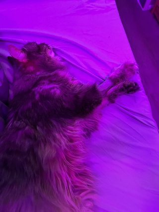 “my human spent $2,000