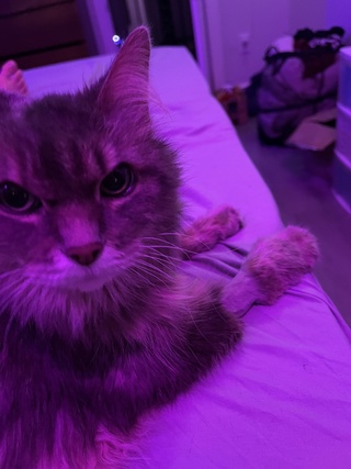 “my human spent $2,000