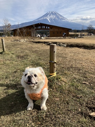 志穂ちゃんと2泊キャンプ行ってきたよー❣️
着いた瞬間極寒で夕方の時点で–3度くらい❓調理中のまな板の水滴も凍って行く程😳夜は多分…−7度くらいいってそうでした🙄２日目は−2度で暖かい！余裕！と喜んでたよ🤣
過酷な状況も楽しむ事が出来て強靭な人間になれたかも🤭⁉️
素敵な所で癒されたよー🗻✨ https://t.co/v5cbtfczmb