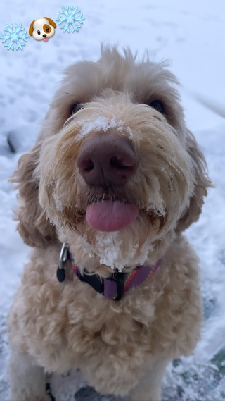 snow angel https://t.co/pswk9bsvi6