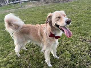 devastated perro diego yesterday