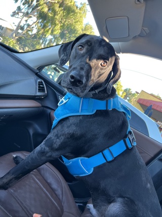beautiful tyler pup https://t.co/zo5fn61snf