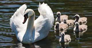 happy mother's day all