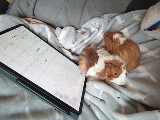 what working from home