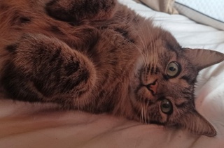 pequeño floof #caturday https://t.co/k0lslwvpxh