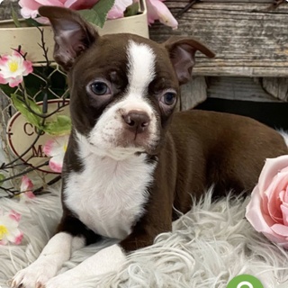 this anaya new puppy