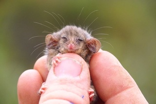 some cutes for your