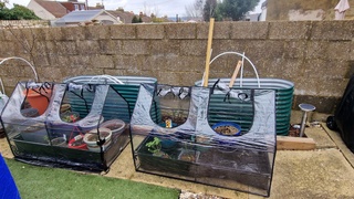 #sundayvibes
a little #garden tidy