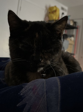 rip patches

you may have