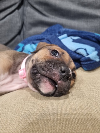 meet new puppy 🐶

she