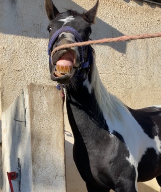joyeux anniversaire texas 🥰🥰🥰non