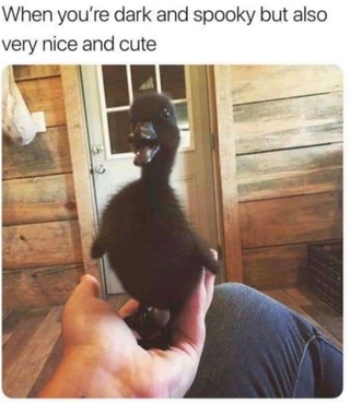 what would you name