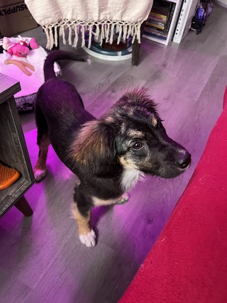 🥹🥹🥹
meet pearl https://t.co/w3cybvtika