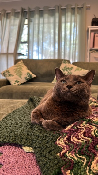 ohhhh gato who’s human