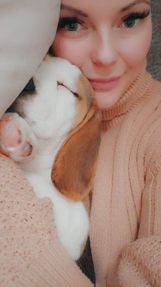 meet jasper #babybeagle #companion