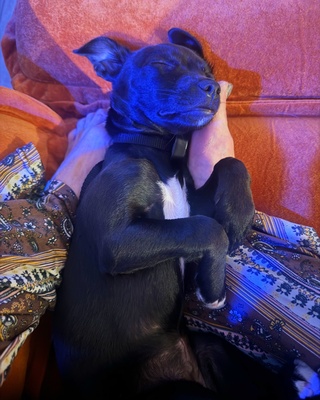 the newest addition puppy