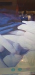 #sph #smalldick #pindick #virgindick #mistress #goddess #humilliation https://t.co/bJGnMfcHXZ