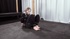Thank you for the support!
Thrilled to announce that Kaiia Eve Helpless in Catsuit Leather Belt Struggle has found another buyer.
See what the buzz is about: https://t.co/6JE74DacOA
@paysitemanager @Kaiia_eve https://t.co/6nWqPIIBfE